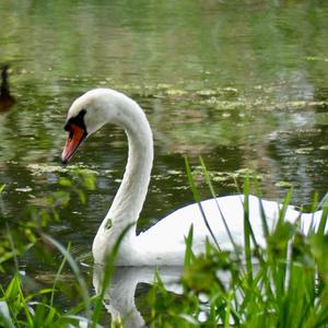 Höckerschwan