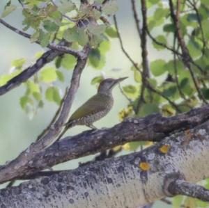 Eurasian Green Woodpecker