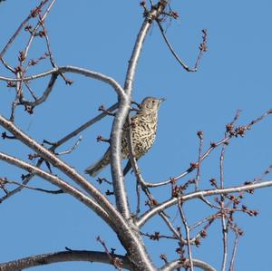 Mistle Thrush