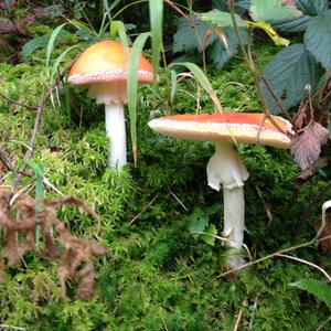 Fly Agaric