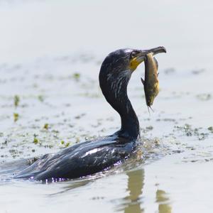 Great Cormorant