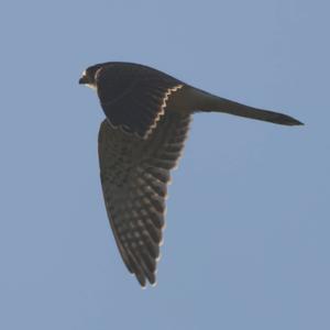 Common Kestrel