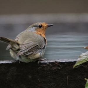 European Robin