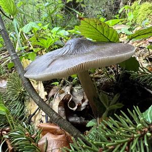 Fawn Mushroom