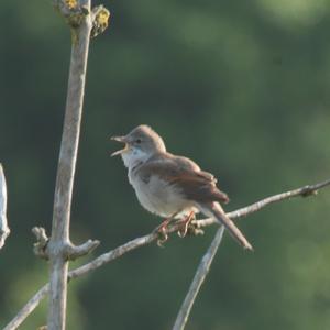 Common Whitethroat