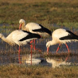 White Stork