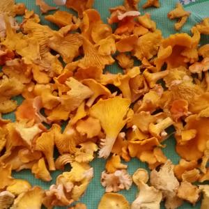 Chanterelle, Common