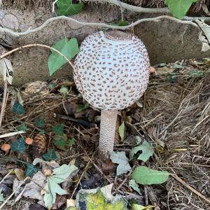 Parasol Mushroom