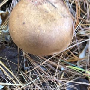 Bitter Bolete