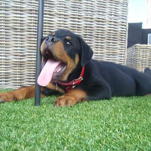 Rottweiler