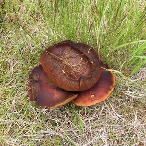 Jersey Cow Bolete