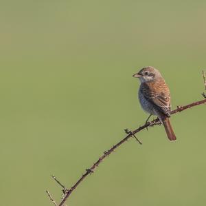 Red-backed Shrike