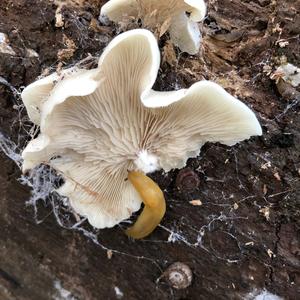 Trumpet Oyster Mushroom