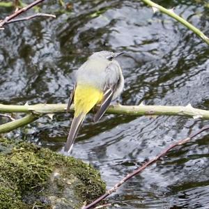 Yellow Wagtail