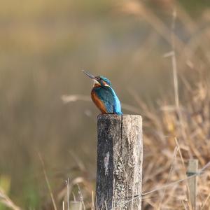 Common Kingfisher