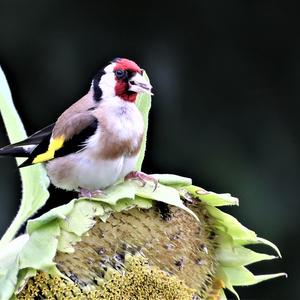 European Goldfinch