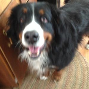 Bernese Mountain Dog