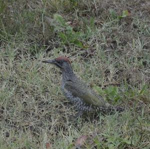 Eurasian Green Woodpecker