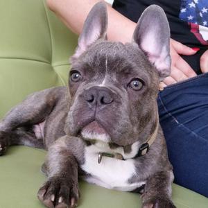 French Bulldog