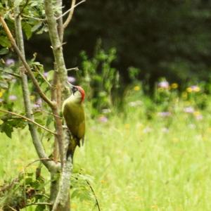 Eurasian Green Woodpecker