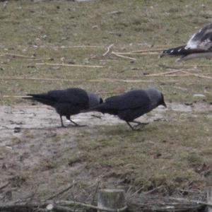 Eurasian Jackdaw