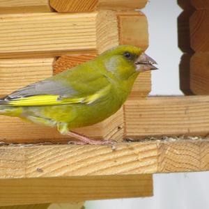 European Greenfinch