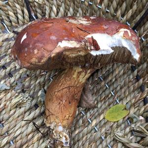 Bay Bolete