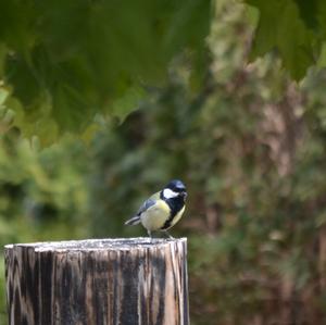 Great Tit