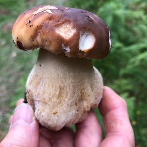 King Bolete