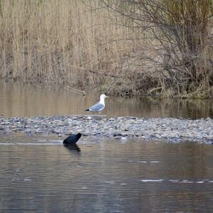 Yellow-legged Gull