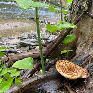 Dryad`s Saddle