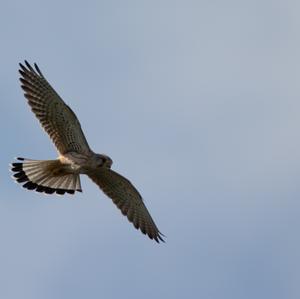 Common Kestrel