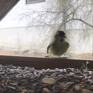 Eurasian Siskin