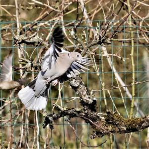 Eurasian Collared-dove