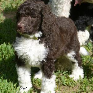 Poodle (Standard)