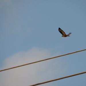 Common Buzzard