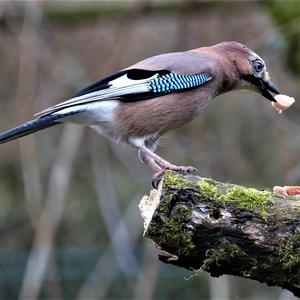 Eurasian Jay