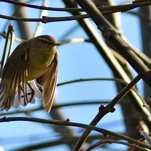 Common Chiffchaff