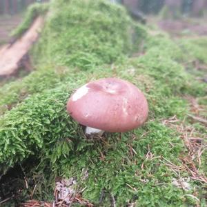 Bare-toothed Russula