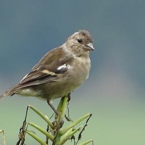 Eurasian Chaffinch