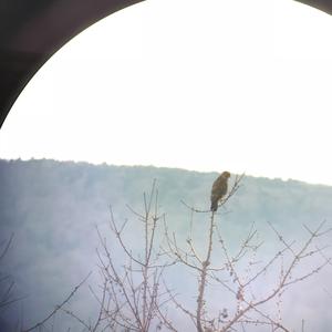 Common Buzzard