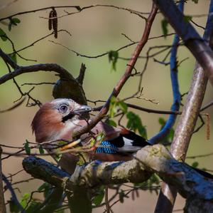 Eurasian Jay