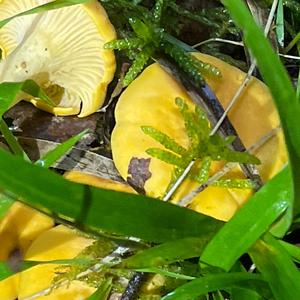 Chanterelle, Common