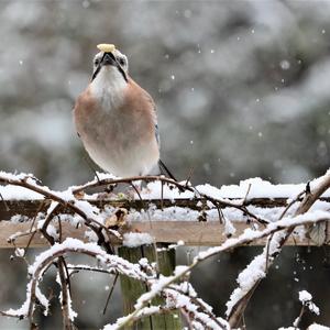 Eurasian Jay