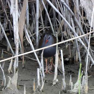 Water Rail