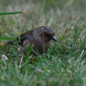 Eurasian Chaffinch