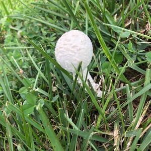 Shaggy Mane