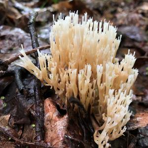 Straight-branched Coral