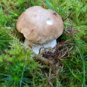 King Bolete