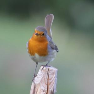 European Robin